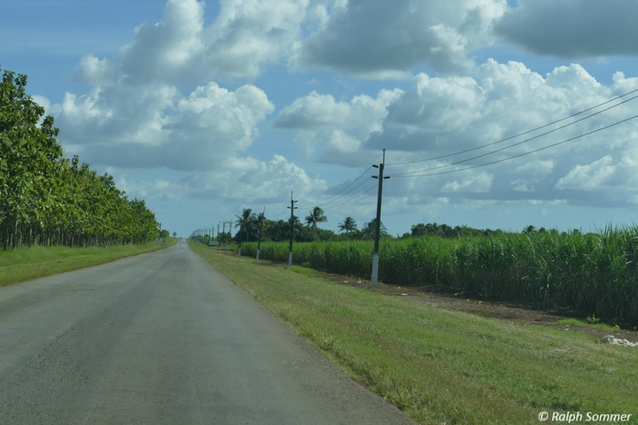 Zuckerrohrfeld auf der Fahrt von Havanna nach Cienfuegos