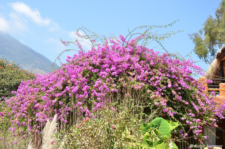 Bougainvillea Blüten