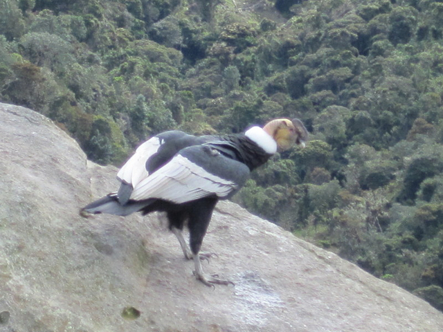 Andenkondor im Nationalpark Puracé