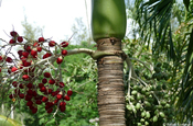 Manilapalme adonidia merrillii Botanischer Garten Cienfuegos