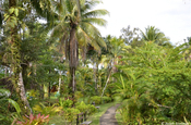 Palmengartenanlage am Río Dulce