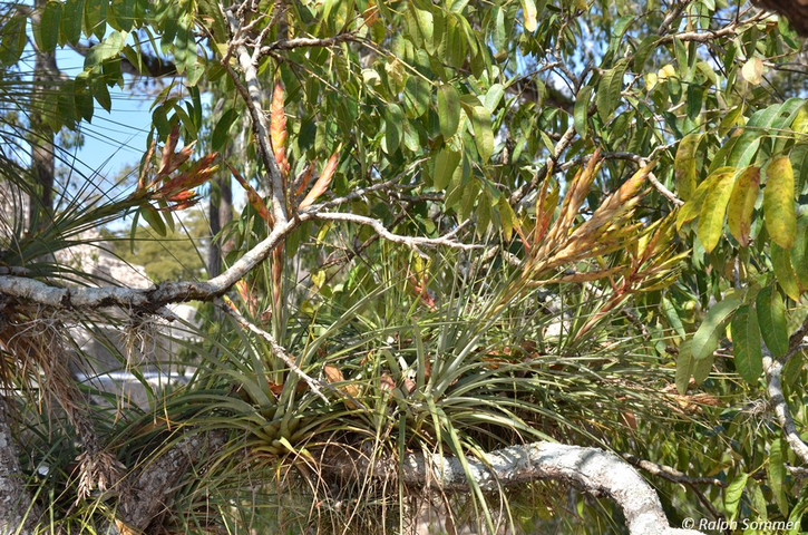 Tillandsien auf einem Baum in Copán