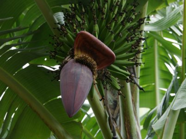 Bananenblüte