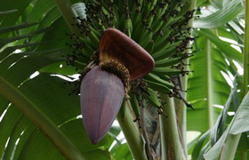 Bananenblüte