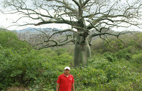 Ceiba Pentandra im Küstentrockenwald, Ecuador
