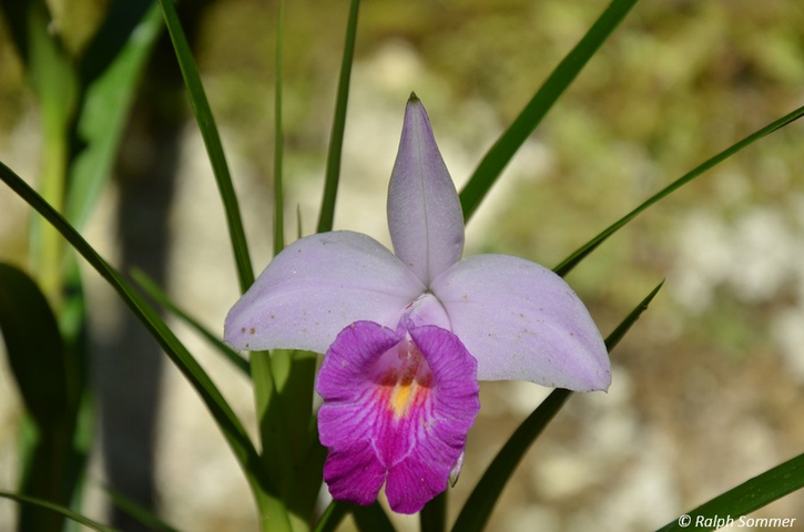 Lycaste Orchidee