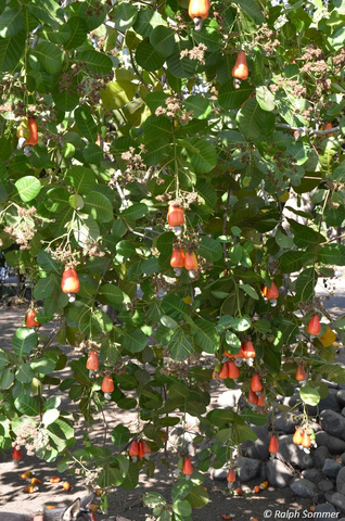 Cashew Frucht am Baum in Monterrico