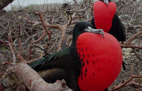 Prachtfregattvogel Fregata magnificens m auf Palo Santo Galapagos