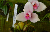 Nationalorchidee von Guatemala: Lycaste skinneri