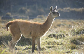 Vicuña