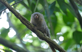 Vielfältige Tierwelt in Ecuador