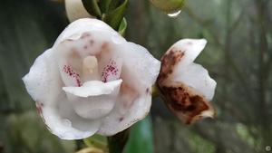 Blume Flor de Espiritu Santo in Panama