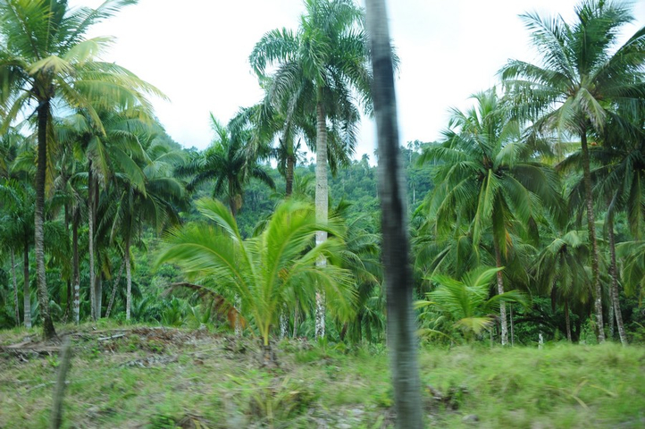 Kokospalmenplantage Kuba