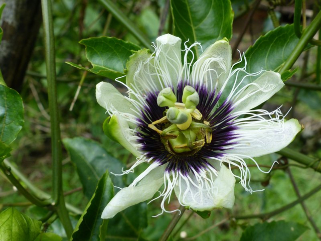 Maracuja-Blüte
