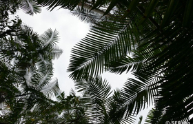 Palmenhimmel