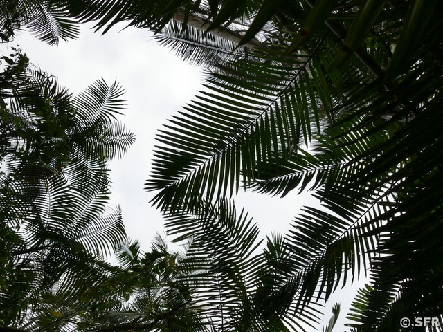Palmenhimmel