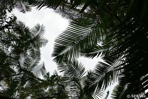 Palmenhimmel