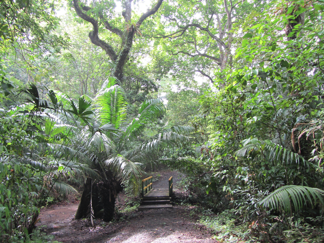 Wanderweg im tropischen Urwald