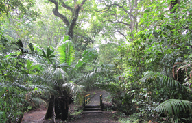 Wanderweg im tropischen Urwald