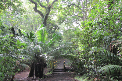 Wanderweg im tropischen Urwald
