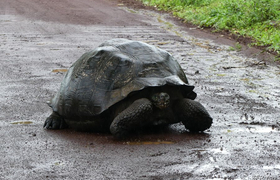 Galapagos Riesenschildkröte auf Santa Cruz, Galapagos
