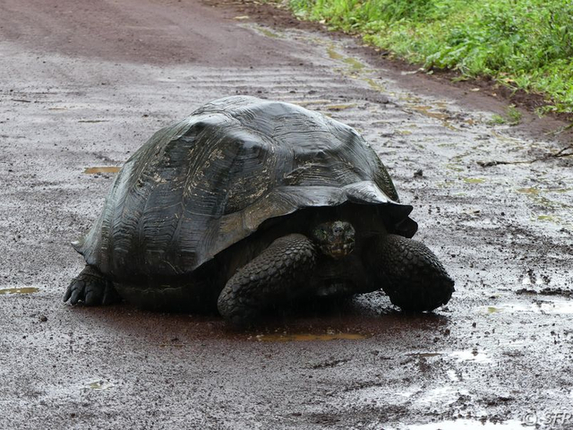 Galapagos Riesenschildkröte auf Santa Cruz, Galapagos