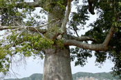 Kapokbaum Ceiba pentandra