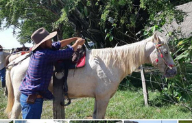 Reitpferd in den Llanos von Kolumbien