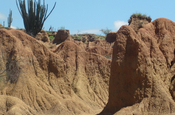Säulenkakteen in der Tatacoa-Wüste
