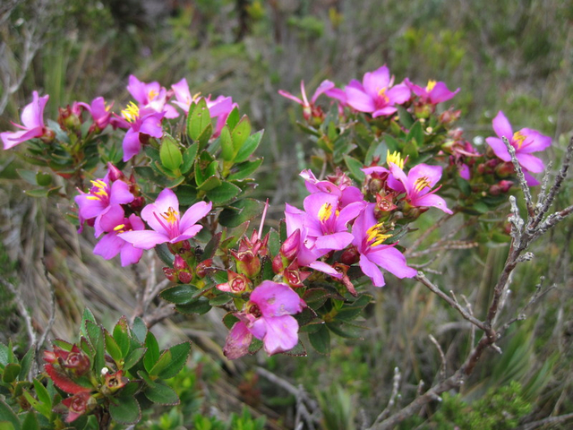 Heidekrautgewächs (Ericaceae)