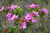 Heidekrautgewächs (Ericaceae)