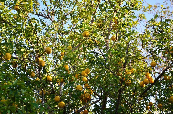 Orangenbaum in Granada Nicaragua
