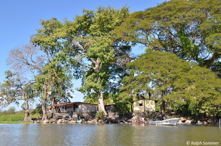 Ipe-Baum Isletas de Granada Nicaragua