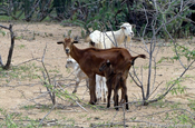 Ziege und Zicklein in La Guajira