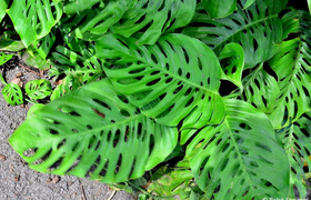 Philodendronblätter Nicaragua