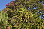 Palmen in Santa Catarina Palopó am Atitlán-See