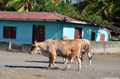Kühe im Dorf