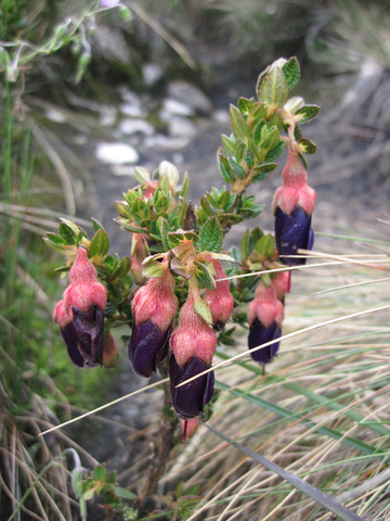Brachyotum ledifolium (Melastomataceae)