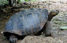 Galapagos Schildkröte 