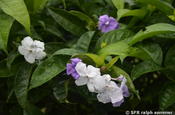 Brunfelsie (Brunfelsia pauciflora)