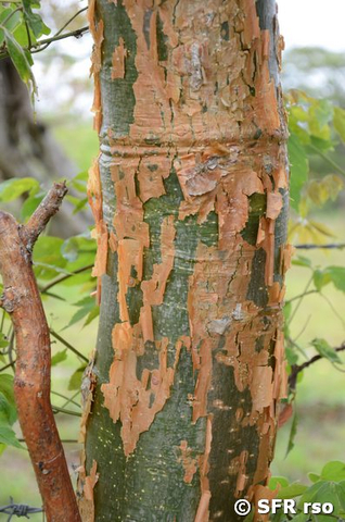 Stamm Weißgummibaum (Bursera simaruba)
