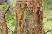 Stamm Weißgummibaum (Bursera simaruba)