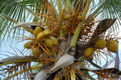 Kokosnüsse an Palme 