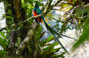 Sitzender Quetzal in Purulhá