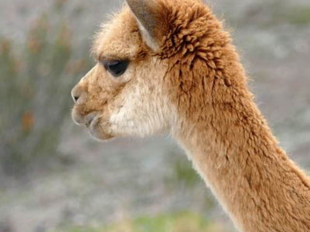 Vicuña am Chimborazo