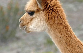 Vicuña am Chimborazo