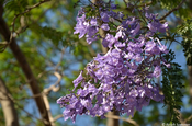 Blüte am Jacarandabaum