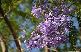 Blüte am Jacarandabaum