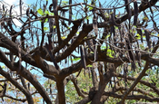 Flammenbaum mit Hülsenfrüchten in Moyogalpa