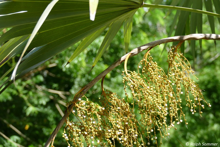 Palmenfrüchte Botanischer Garten Cienfuegos